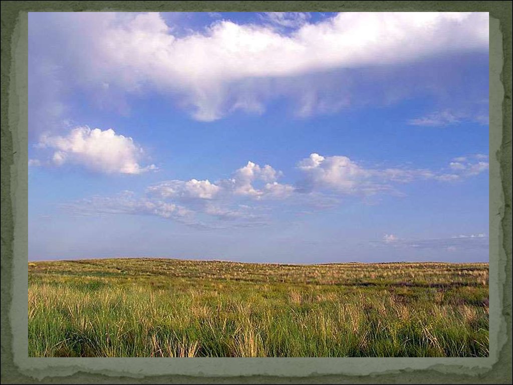 Какие природные зоны есть в степи. Зона степей. Степной пейзаж. Степи России. Природа Степной зоны России.