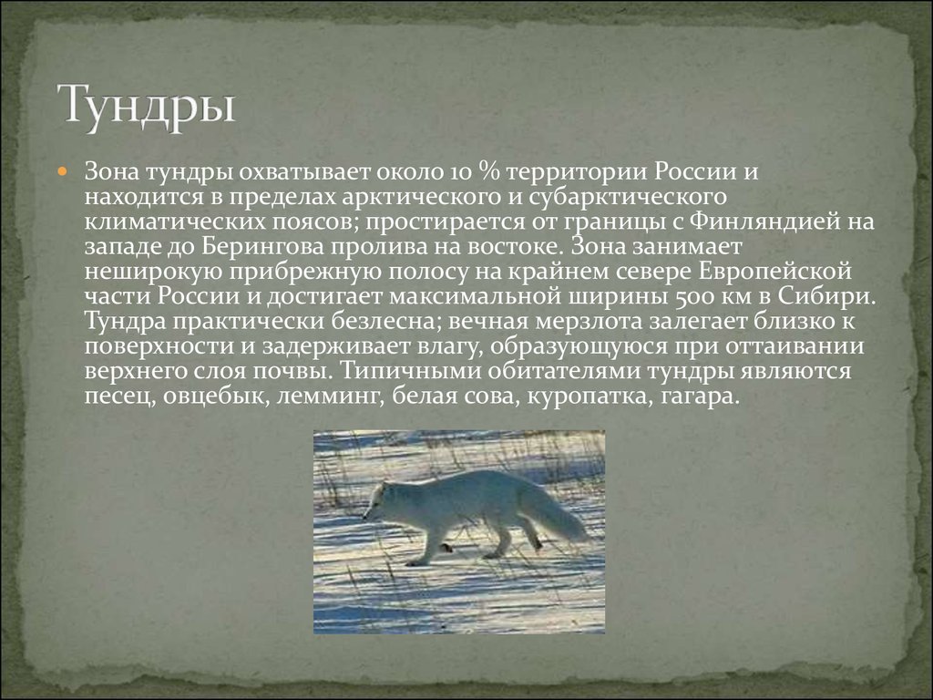 Рассказ о природной зоне 4 класс. Природные зоны России доклад. Доклад о природной зоне. Доклад на тему природные зоны России. Интересные факты о тундре.