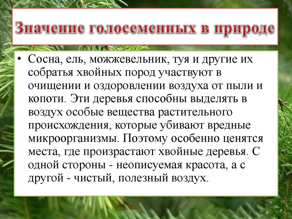 Какого значение хвойных растений в природе назовите