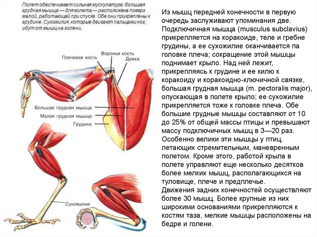 Особенности скелета и мускулатуры птиц