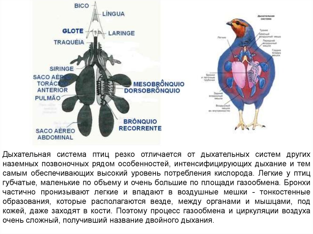 Органы дыхания птицы картинка