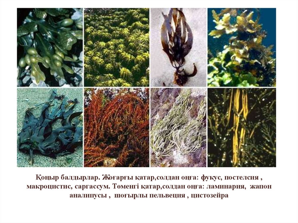Какие организмы относят к бурым водорослям. Бурые водоросли Phaeophyta. Ламинария зеленая водоросль. Бурые водоросли представители ламинария. Ламинария, Багрянка, спирогира.