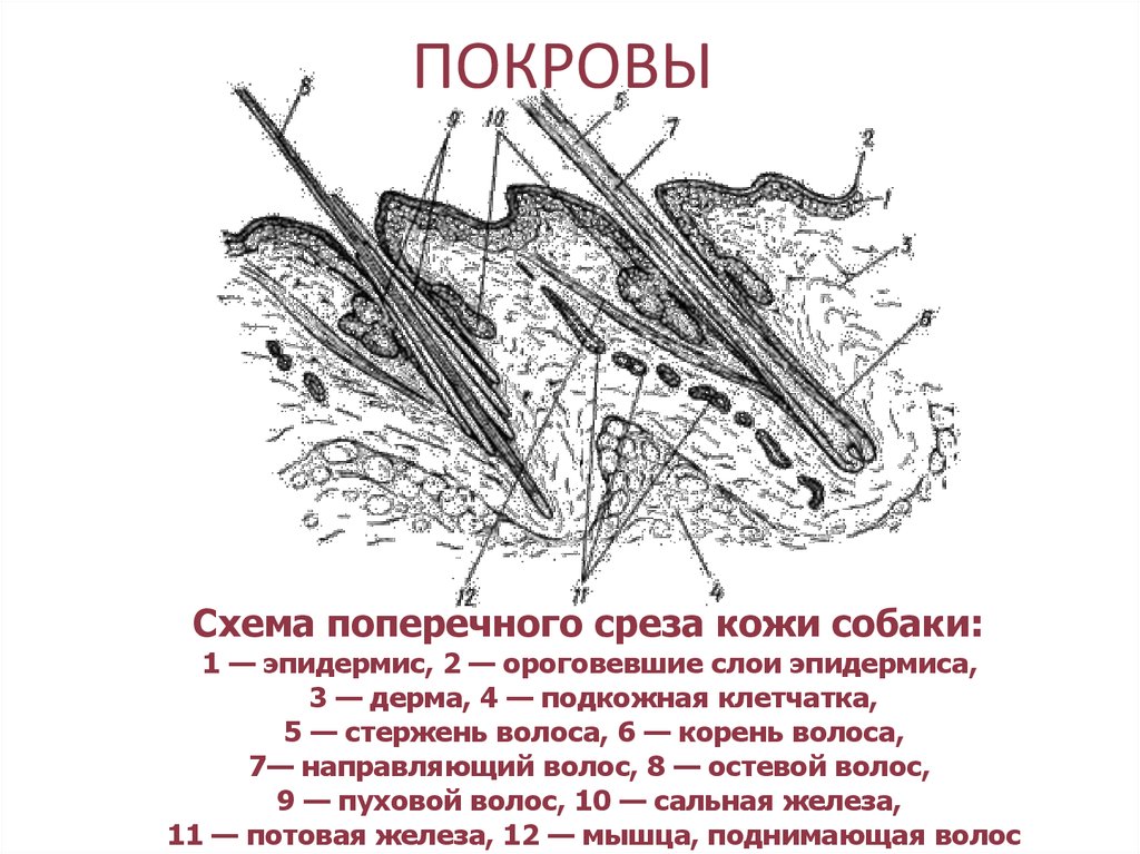 Внешнее строение и покровы млекопитающих