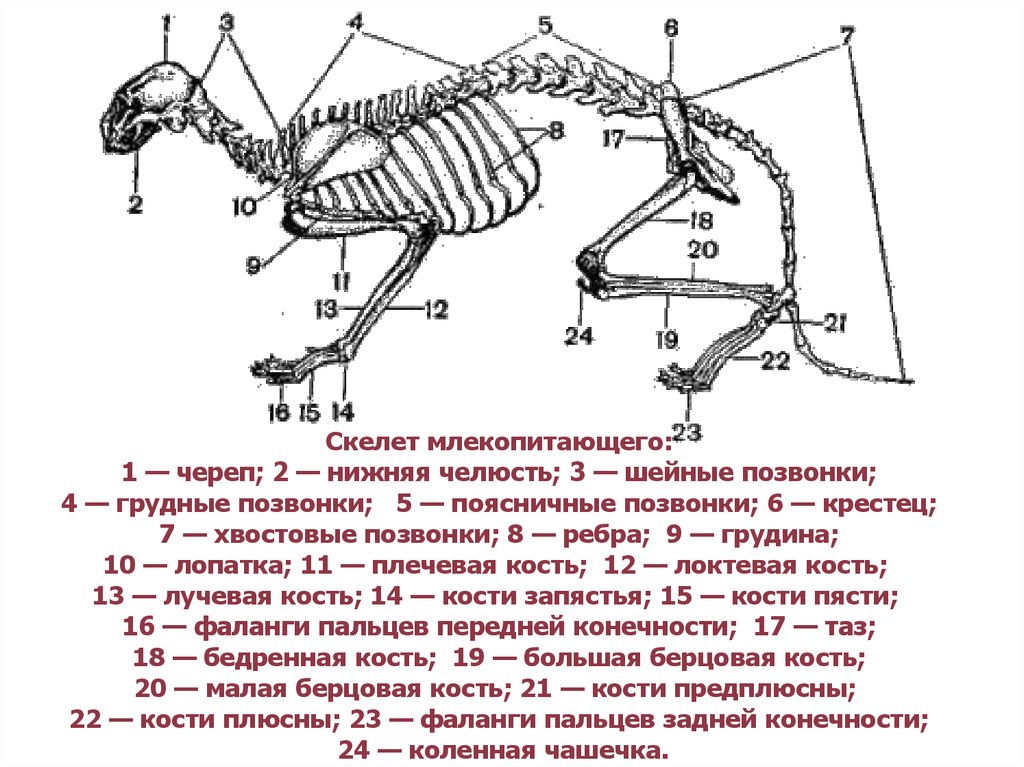 Определите отделы позвоночника млекопитающих. Скелет млекопитающих схема. Скелет варана. Скелет рептилий. Скелет млекопитающих 7 класс.