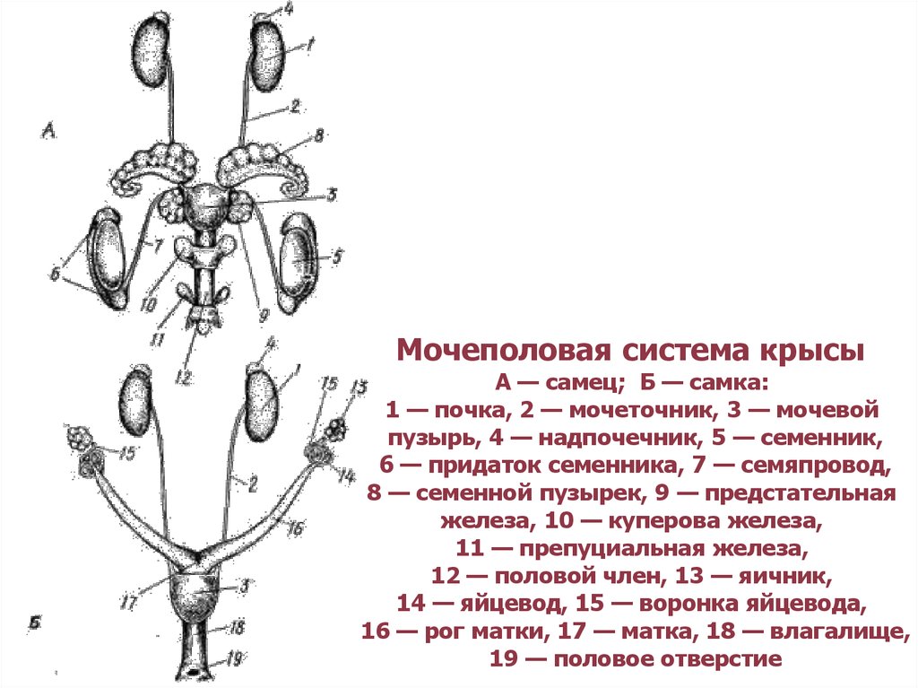 Схема строения выделительной системы млекопитающих