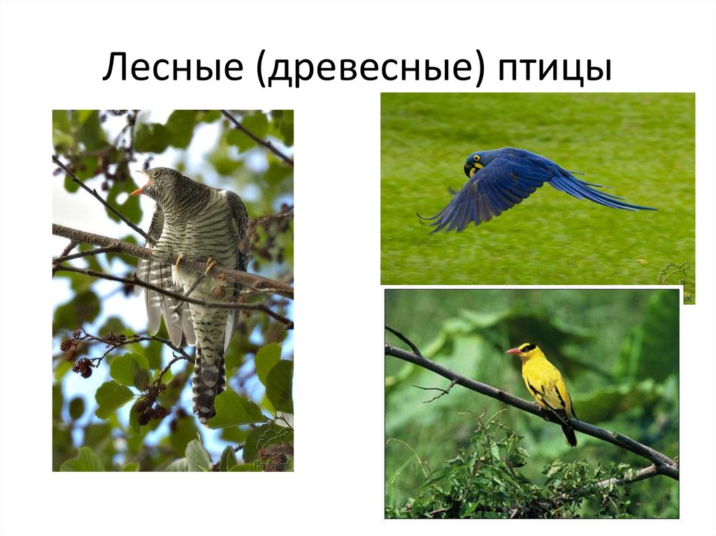 Лесные (древесные) птицы