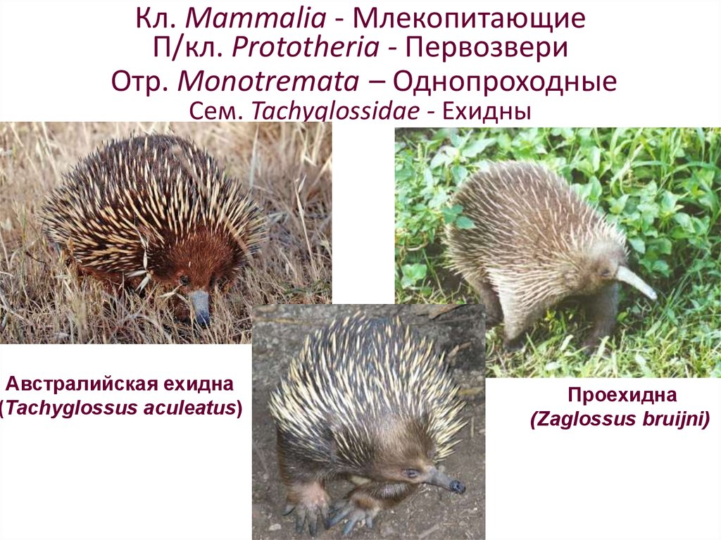 Кл. Mammalia - Млекопитающие П/кл. Prototheria - Первозвери Отр. Monotremata – Однопроходные Сем. Tachyglossidae - Ехидны