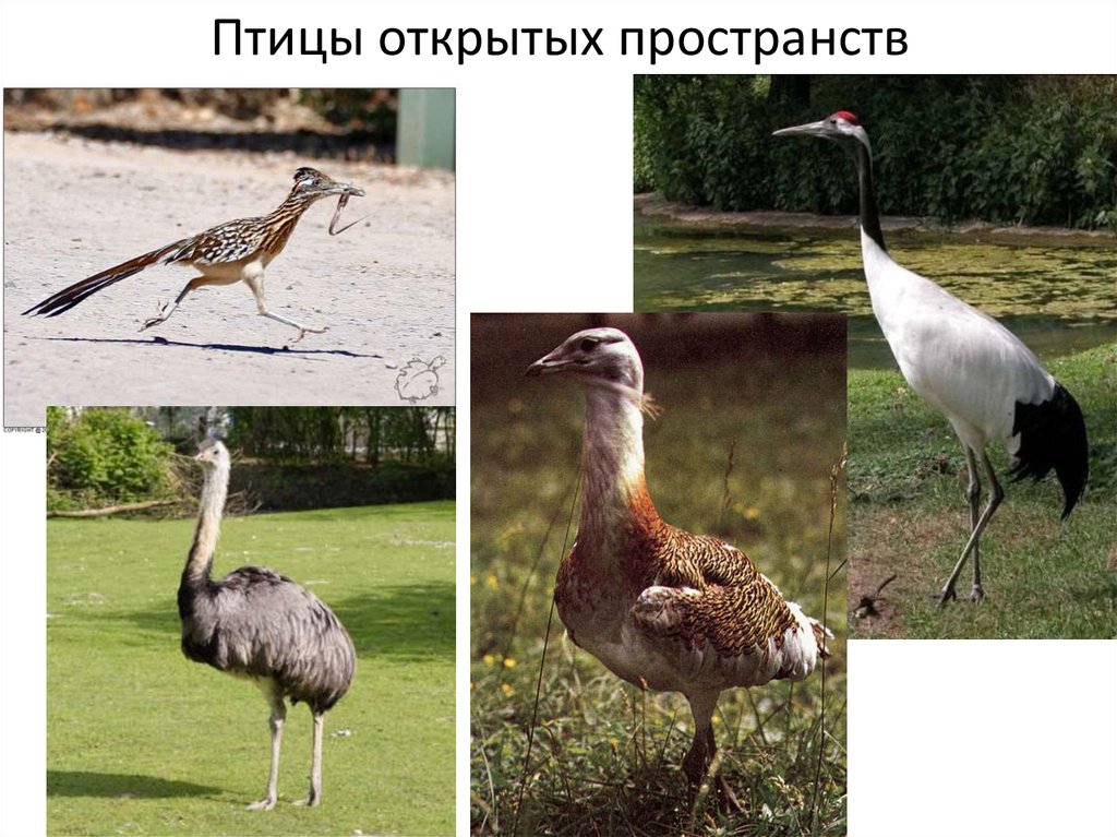 Птицы открытых пространств