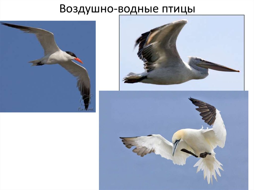 Воздушно-водные птицы