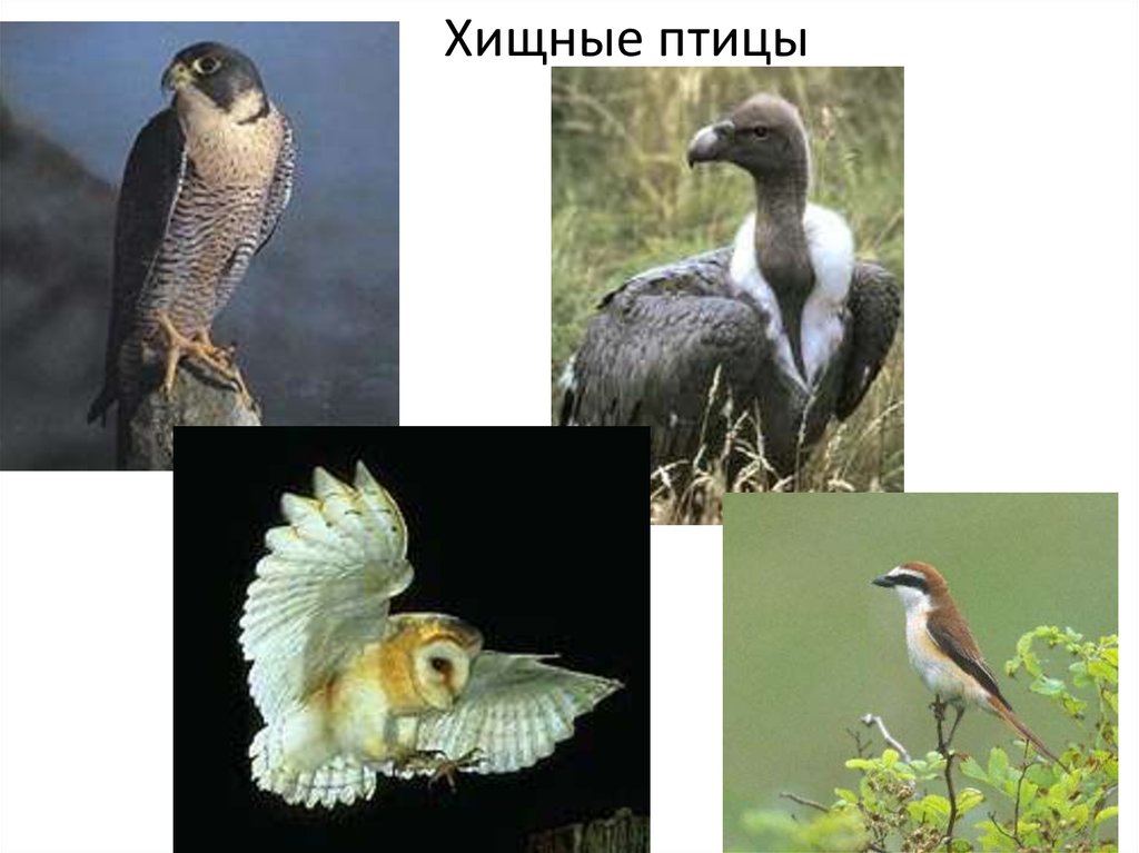 Хищные птицы