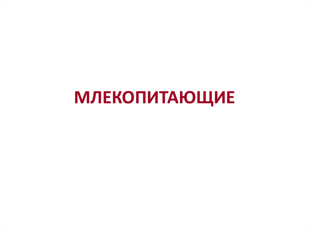 МЛЕКОПИТАЮЩИЕ