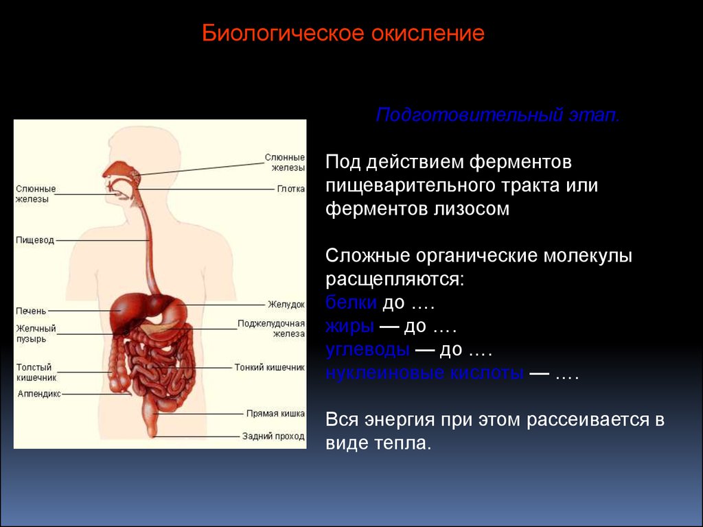 До аминокислот в пищеварительной системе расщепляются. Под действием ферментов белки расщепляются до. В пищеварительном тракте белки расщепляются до. В органах пищеварения не расщепляются. В пищеварительном тракте белки расщепляются до тест.