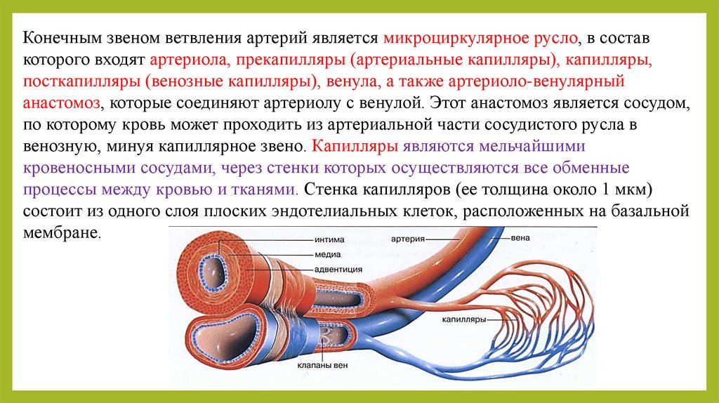 Артерии вены капилляры слои. Строение артерии вены и капилляры. Строение стенки сосудов физиология. Строение вены человека анатомия. Анатомия и физиология артерий и вен.
