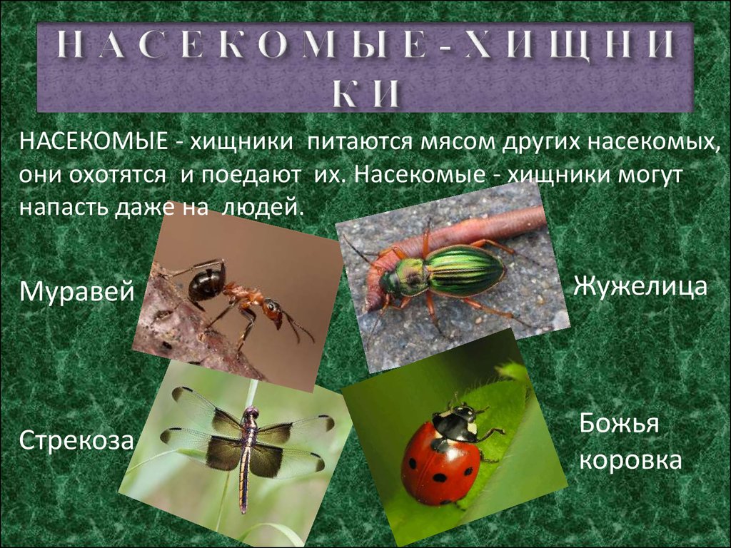 Виды насекомые список. Хищные насекомые. Растительноядные насекомые названия. Насекомые Хищные и растительноядные. Хищные насекомые названия.