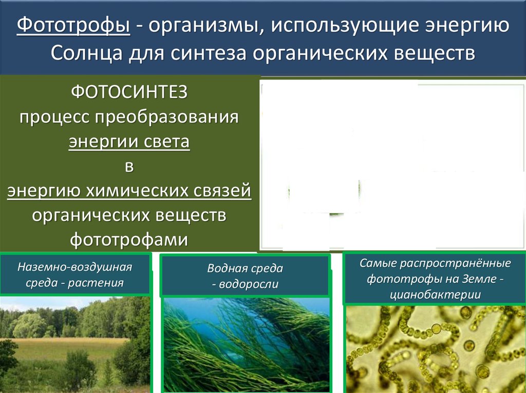 Организм использование. Организмы использующие энергию солнца. Организмы использующие энергию солнечного света называются. Организмы которые используют солнечную энергию. Какие живые организмы используют энергию.