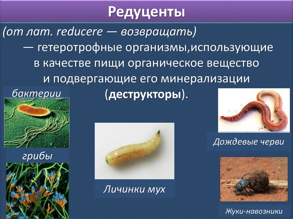 Бактерии и грибы составляют в экосистеме группу. Редуценты. Редуценты примеры. Организмы редуценты. Редуценты картинки.