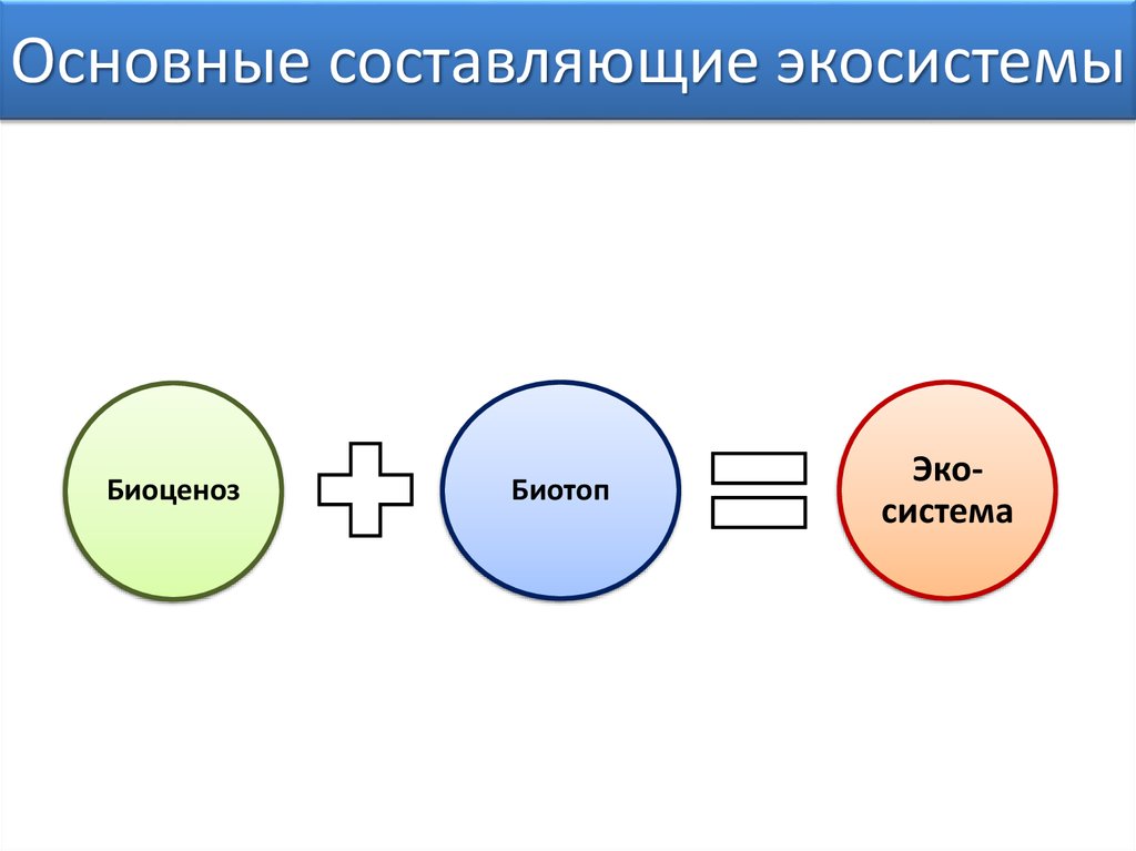 Из каких основных компонентов состоят экосистемы схема