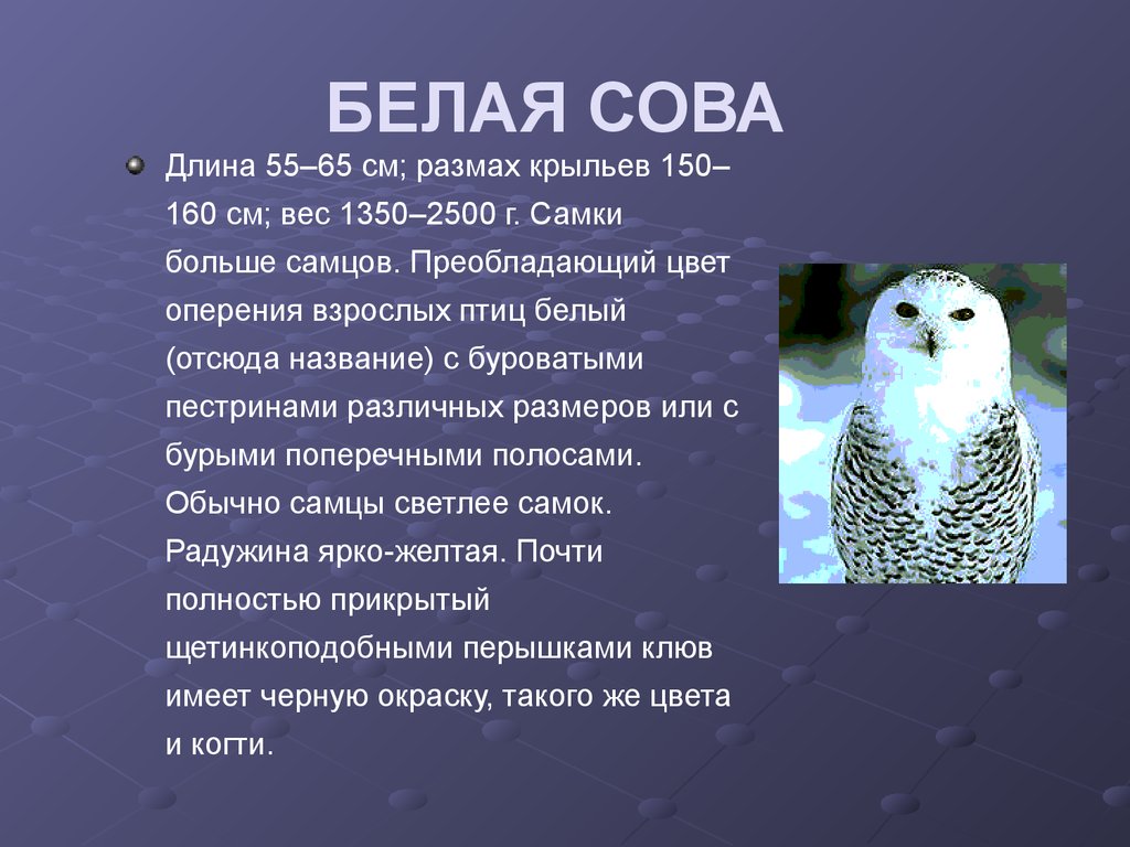 Природная зона белой совы. Белая Сова рассказ. Сообщение о белой сове. Рассказ о полярной сове. Доклад про белую сову.