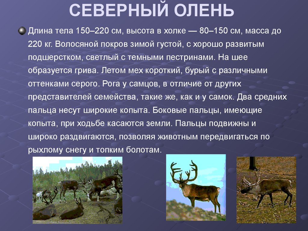 Научный текст про оленя. Сообщение про Северного оленя. Доклад о олене. Доклад о Северном олене. Доклад про оленя.