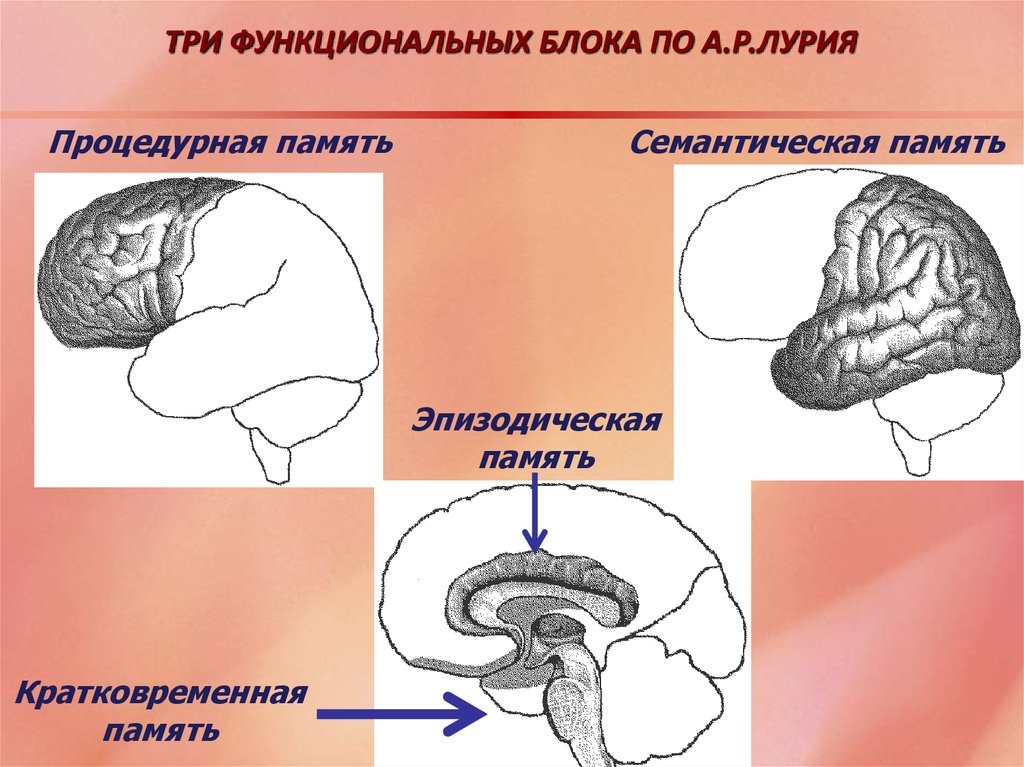 Функциональные блоки лурия. Лурия 3 блока мозга. Три блока Лурия. Процедурная память.