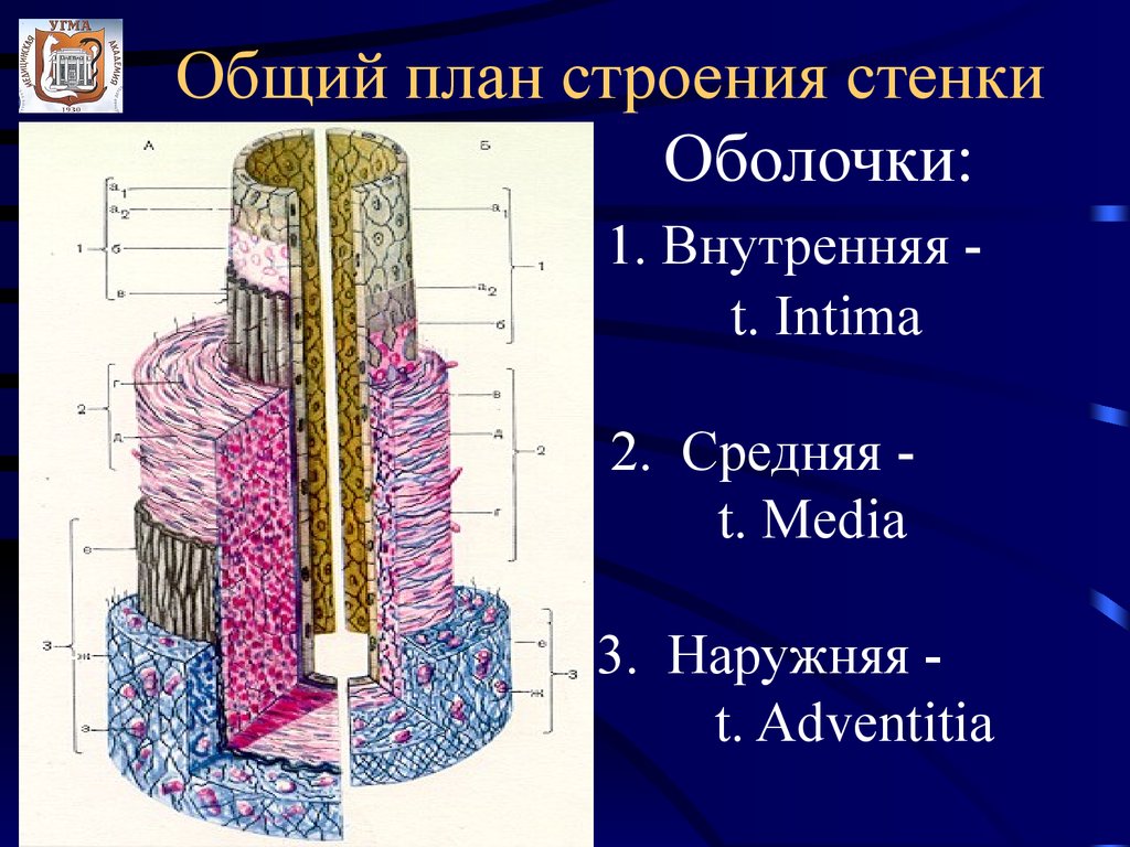 Стенки артерий и вен имеют. План строения кровеносных сосудов гистология. Общий план строения стенки сосуда.