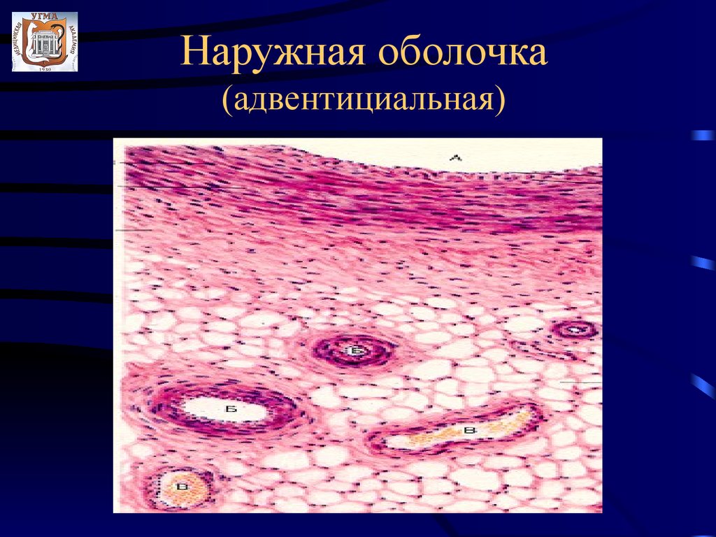 Адвентиция это. Адвентициальная оболочка гистология. Серозная и адвентициальная оболочка. Адвентиция и серозная оболочка гистология. Адвентициальная оболочка строение.