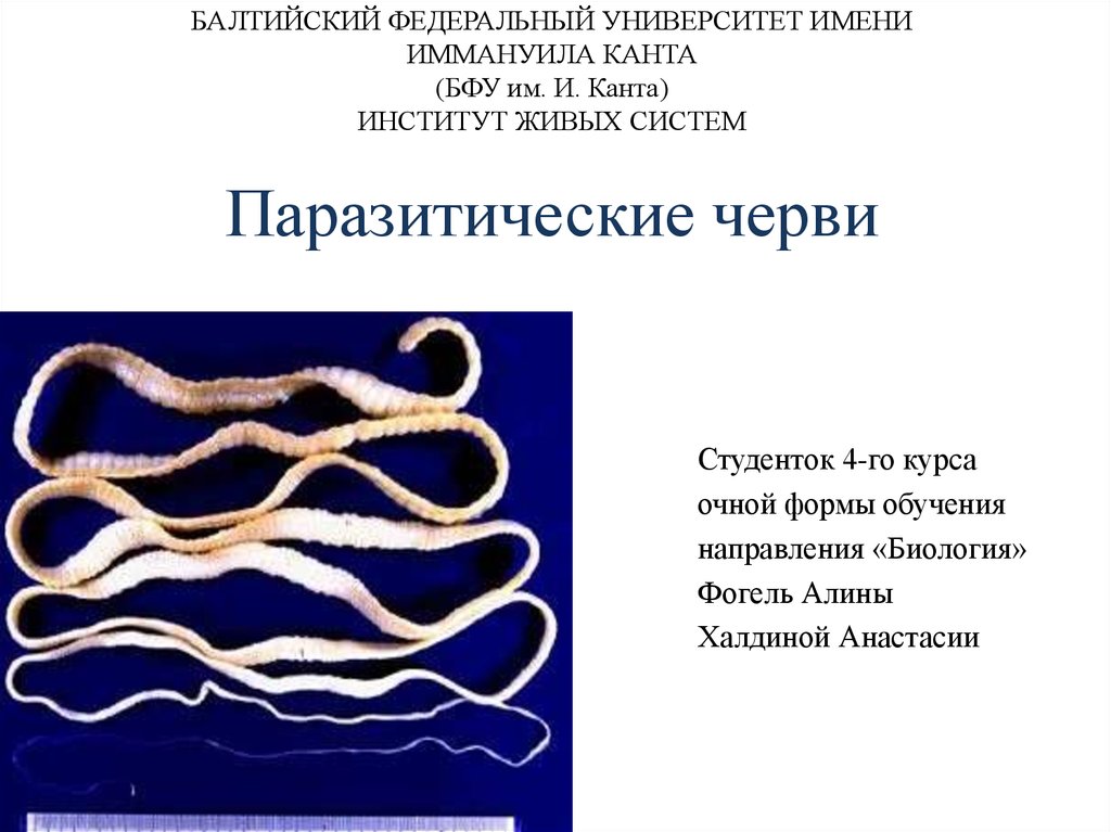 Паразитический червь пищеварительная система. Паразитические черви презентация. Презентация черви паразиты. Значение паразитических червей. Паразитические ленточные черви.