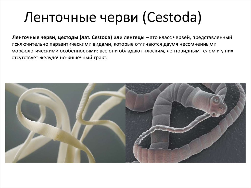 Заболевания вызываемые ленточными червями. Цестоды — ленточные гельминты.. Паразитические ленточные черви. Цестоды (лентецы, ленточные черви). Ленточные паразиты (класс цестод)..