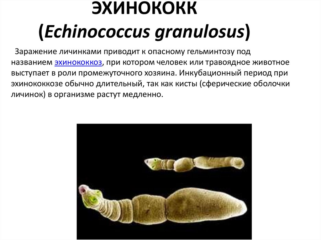 Эхинококки симптомы у людей лечение. Ленточный червь эхинококк. Эхинококк Echinococcus granulosus жизненный цикл. Ленточные черви представители эхинококка. Эхинококк паразитирует в органах.