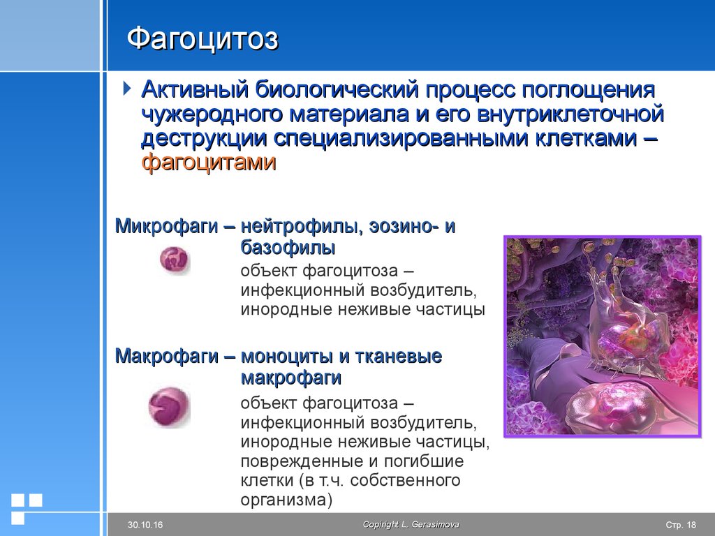 Фагоцитоз осуществляют. Микрофаги и макрофаги. Нейтрофил и моноцит фагочитоз. Фагоцитоз микрофаги и макрофаги. Этапы фагоцитоза воспаление.