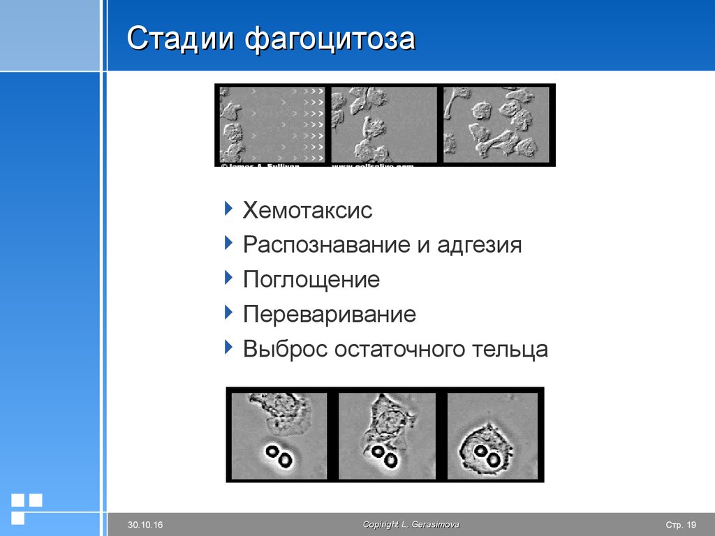 Стадии хемотаксиса. Хемотаксис адгезия. Хемотаксис это патофизиология. Хемотаксис адгезия поглощение.