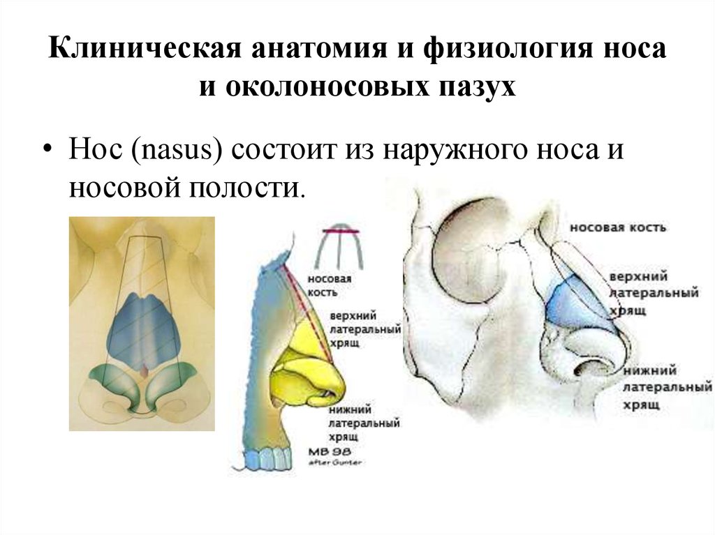 Строение носа и пазух фото