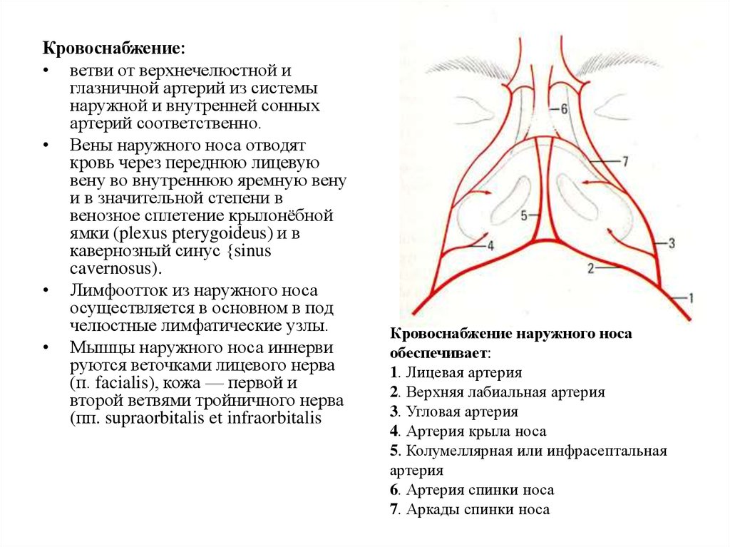 Пазуха с венозной кровью. Анатомия наружного носа кровоснабжение и иннервация. Кровоснабжение слизистой оболочки полости носа. Наружный нос кровоснабжение. Кровоснабжение наружного носа и полости носа.