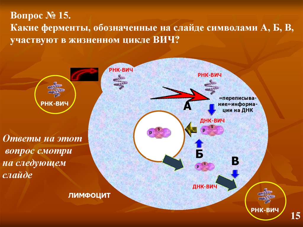 Жизненный цикл вич схема