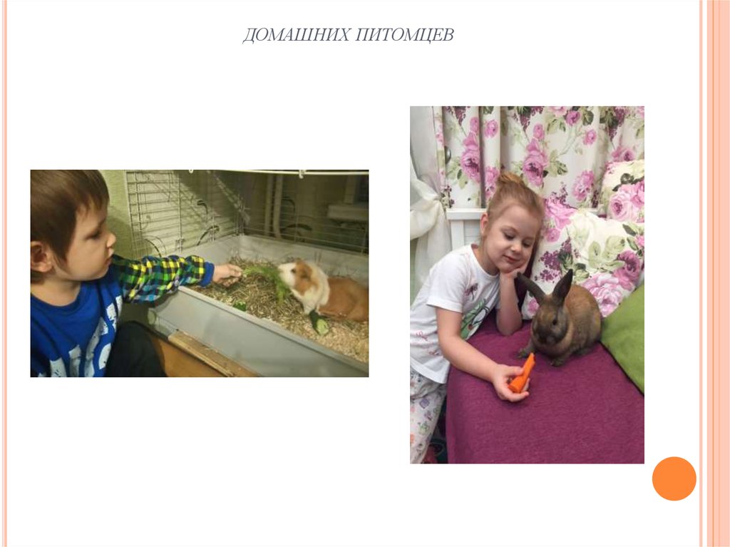 домашних питомцев