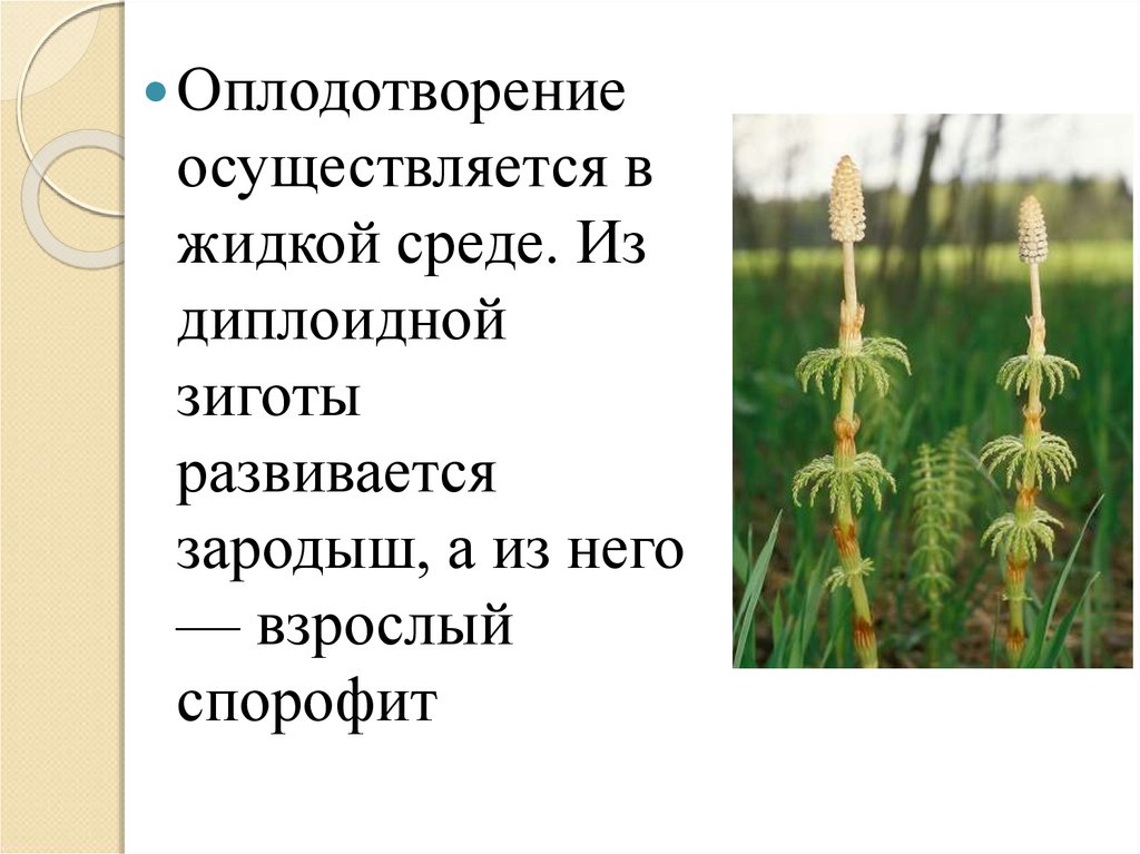 Хвощ зародыш. Цикл развития хвоща. Диплоидными у хвоща являются. Строение хвоща. Оплодотворение хвощей.