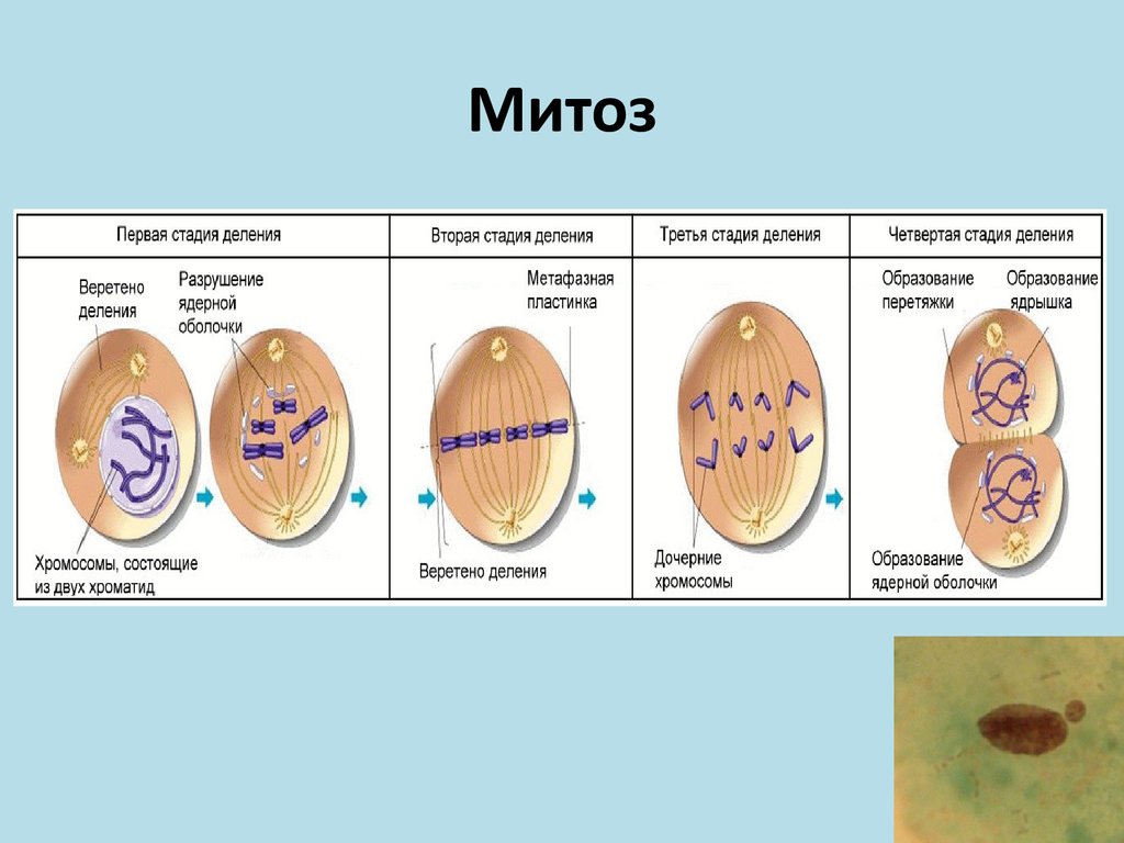 Митотическое деление. Митотическое деление клетки фазы деления. Фазы деления митоза. Митоз состоит из 4 фаз. Последовательность фаз митоза.