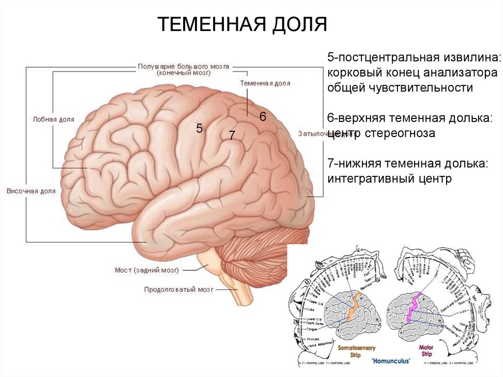 Затылочно теменная область мозга. Задняя Центральная извилина теменной доли анализатор. Верхняя теменная долька мозга. Парацентральная долька теменной доли.