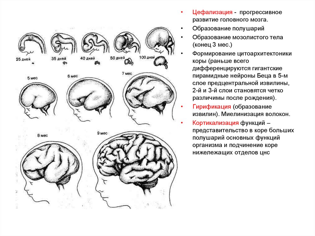 Развитие головного мозга. Коэффициент цефализации человека.