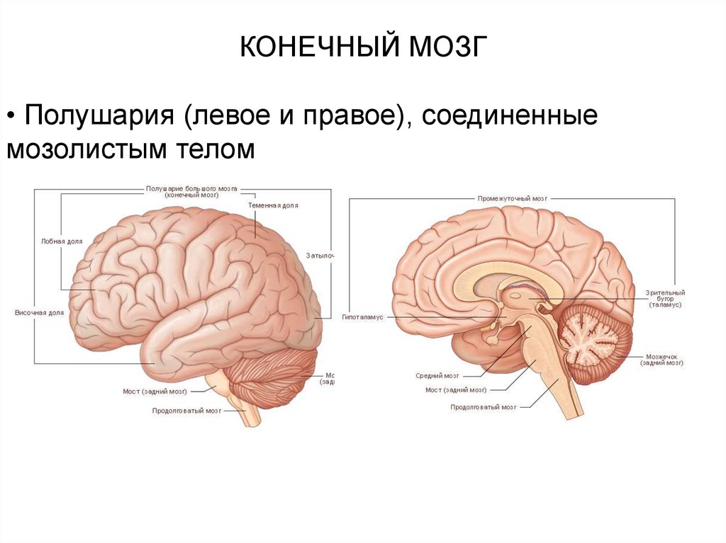 Конечный мозг схема