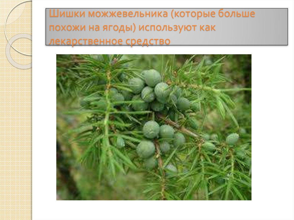 Кипарис покрытосеменные или голосеменные. Можжевельник обыкновенный Голосеменные. Шишки голосеменных можжевельника. Можжевельник обыкновенный побег. Голосеменные растения можжевельник.