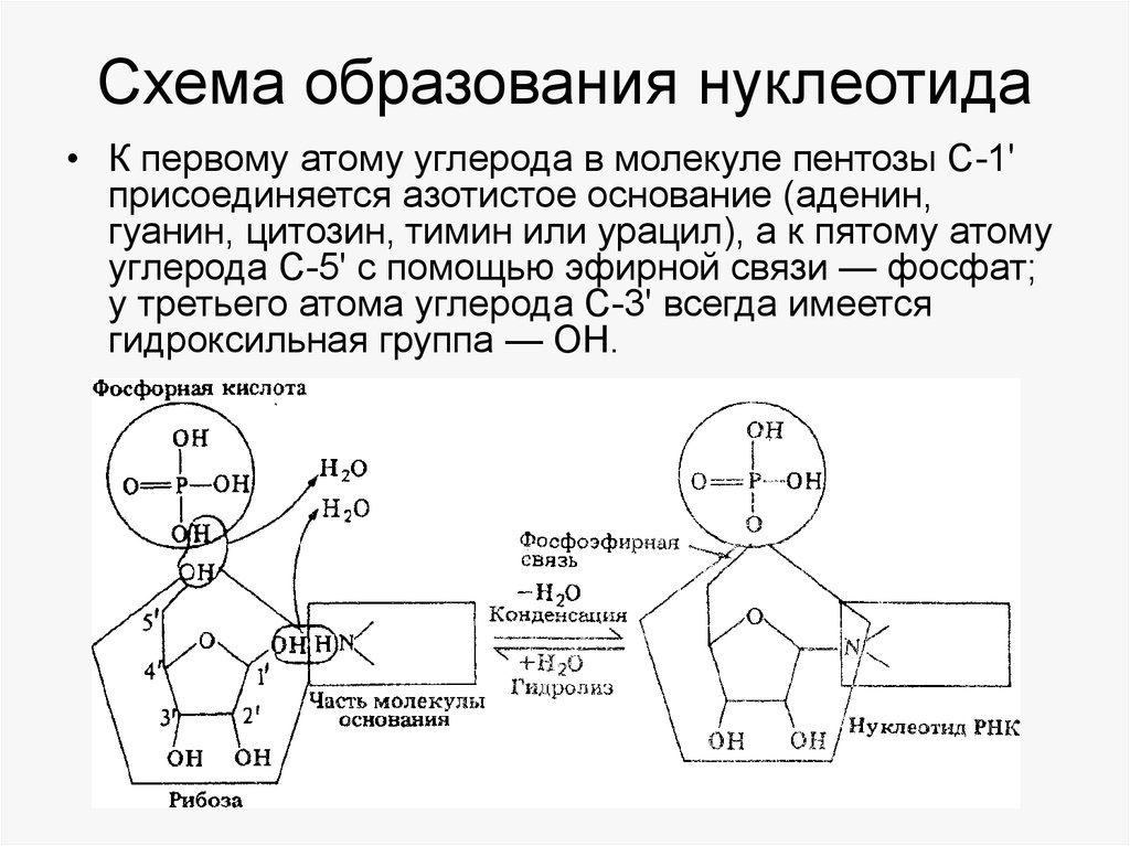 Деление нуклеотида. Схему образования нуклеотида 5'-ДГМФ. Механизм образования активного c1 нуклеотиды. Структура нуклеотида схема. Схема образования нуклеотида.