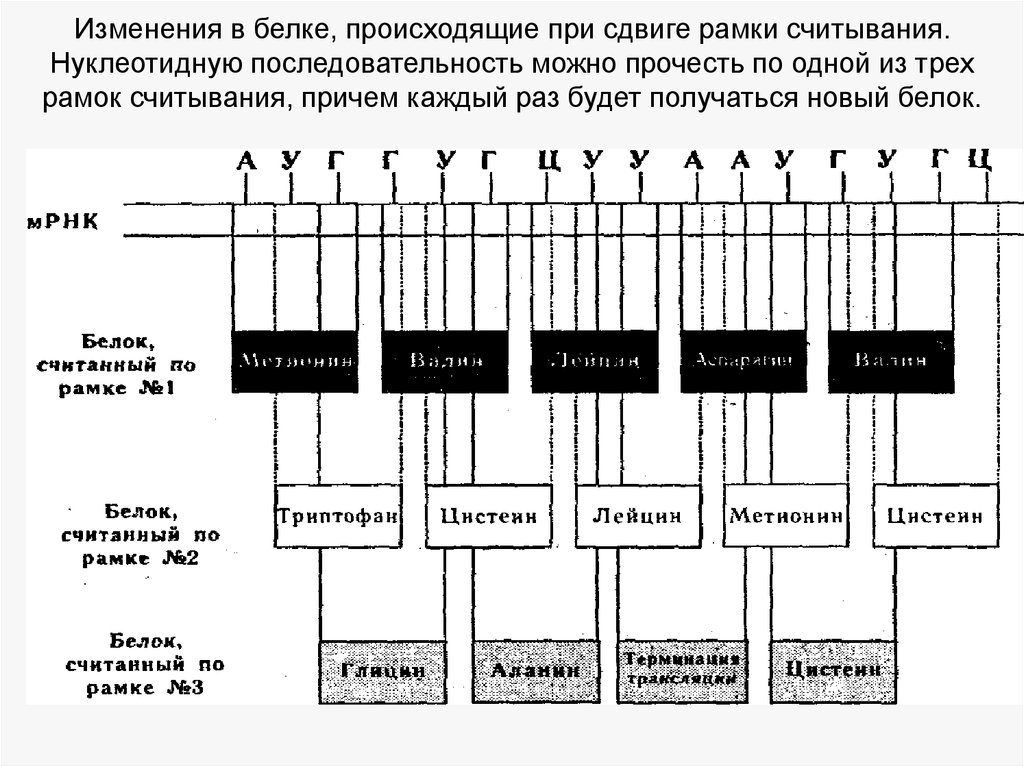 Рамка считывания. Сдвиг рамки считывания возникает при. Открытая рамка считывания (ОРС). Рамки считывания нуклеотидной последовательности. Что такое открытая рамка считывания Гена.