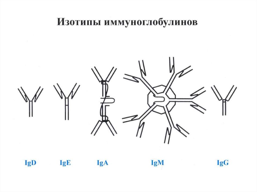 Иммуноглобулины температура. Изотип иммуноглобулинов определяется структурой. Изотипы аллотипы и идиотипы антител. Идиотипы иммуноглобулинов. Иммуноглобулины изотипы и идиотипы.