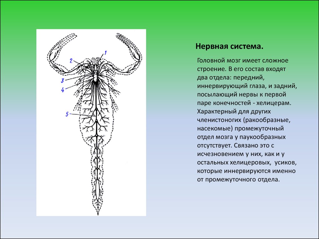 Нервная система членистоногих. Тип нервной системы членистоногих. Нервная система членистоногих ракообразные. Нервная система система членистоногих. Нервная система членистоногих насекомых.