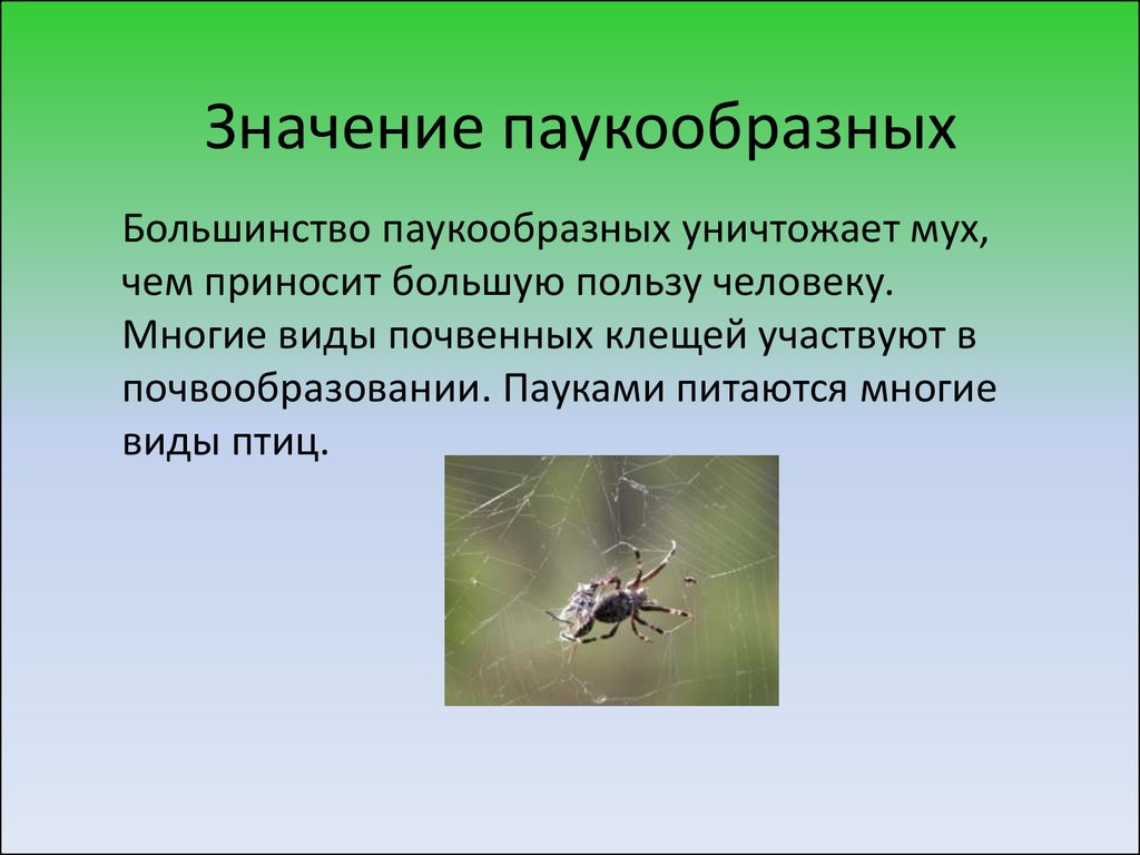 Многообразие паукообразных и их значение в природе и жизни человека план презентации