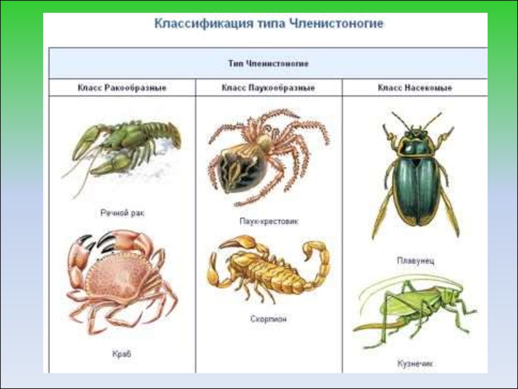 Тип насекомых ракообразных. К классу членистоногих относятся. Членистоногие биология 7 класс. Классификация членистоногих схема. Биология 7 класс тема Членистоногие.