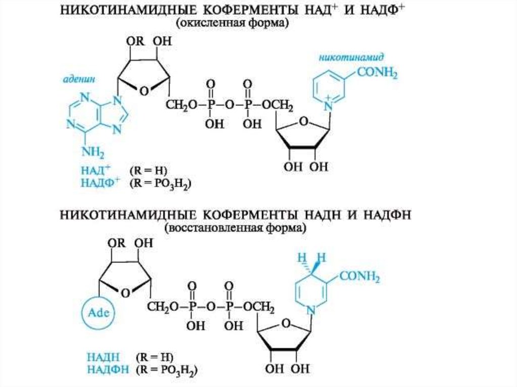 Над характеристика. Строение окисленной и восстановленной форм НАДФ. Кофермент над и НАДФ формула. Строение коферментов над+ и НАДФ+. Строение кофактора НАДФ+.