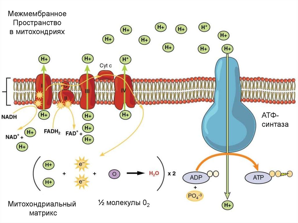 Дыхательная цепь переноса электронов
