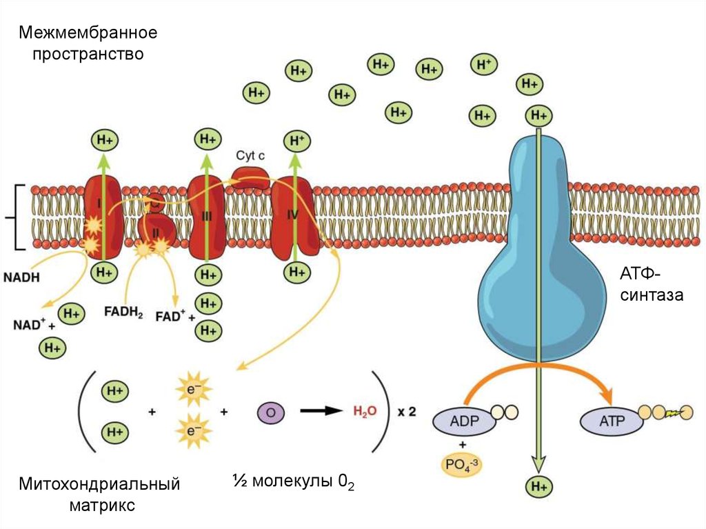 Дыхательная цепь переноса электронов